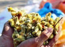 برداشت بیدمشک در ارومیه