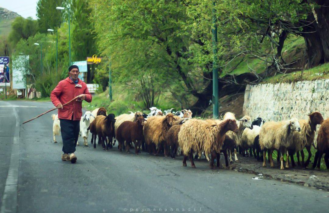 صبح زیبای بهاری در روستای بند ارومیه