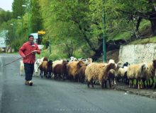 صبح زیبای بهاری در روستای بند ارومیه