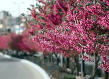 آمد بهار جان ها ای شاخ تن برقصا