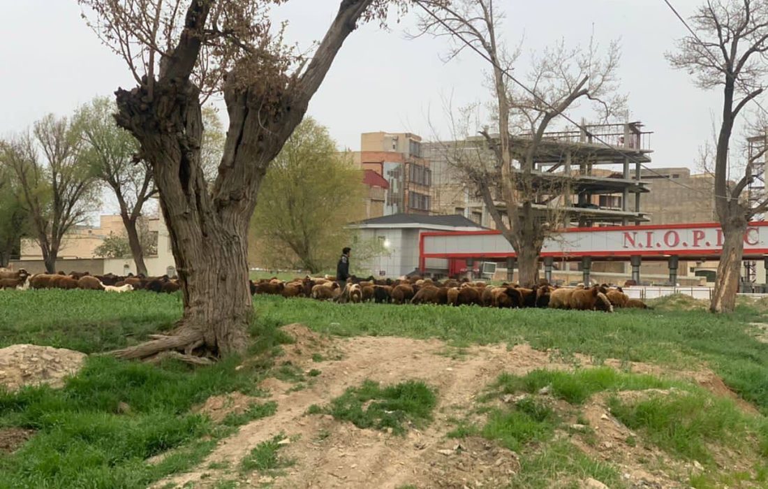 چرای گوسفندان در خیابان برق ارومیه