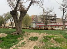چرای گوسفندان در خیابان برق ارومیه
