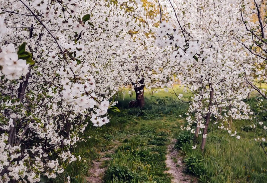 بهار سرسبز ارومیه
