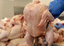 تولید گوشت مرغ در آذربایجان غربی به ۳۳۰ تن در روز رسید