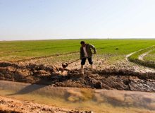 زمین های کشاورزی در آذربایجان‌غربی تحت پوشش بیمه است