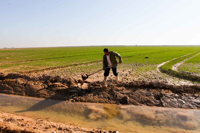 زمین های کشاورزی در آذربایجان‌غربی تحت پوشش بیمه است