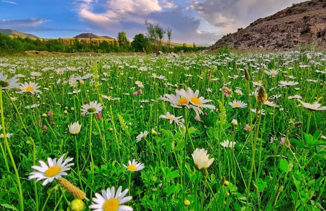 دشت گل مینا در ارومیه