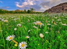 دشت گل مینا در ارومیه