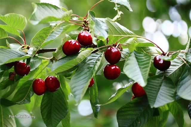 ۱۸ هزارتن گیلاس از باغات آذربایجان‌غربی برداشت می‌شود