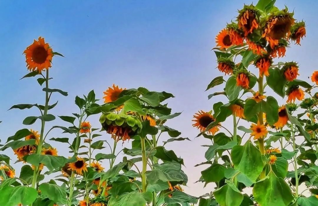 مزرعه آفتاب گردان در ارومیه