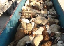 قاچاقچی احشام در آذربایجان غربی بیش از ۷ میلیارد ریال جریمه شد