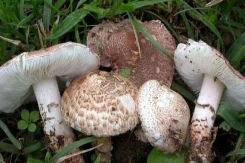 قارچ‌های خود رو در طبیعت خوراکی نیستند