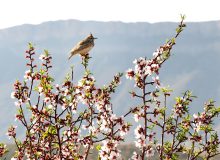 شکوفه های بهاری ارومیه