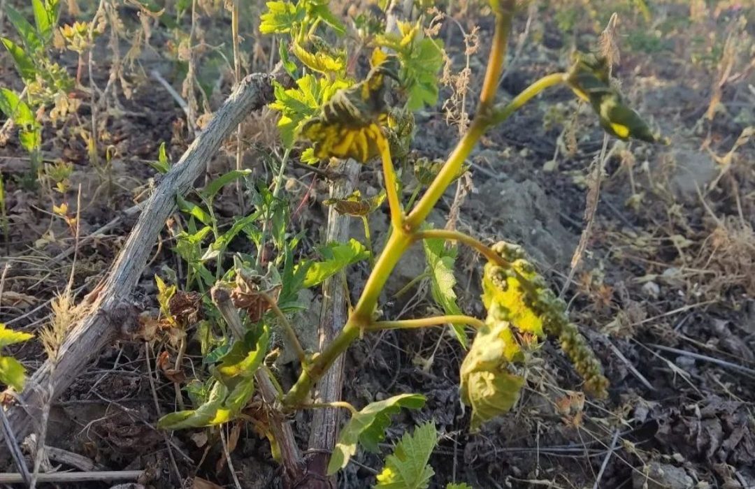 سرمازدگی و نابودی باغات انگور در نقده