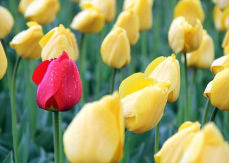 گل و گیاه در طبیعت زیبای ارومیه