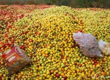 ۳۲ مرکز خرید سیب صنعتی در آذربایجان غربی دایر شد