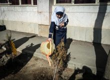 اجرای طرح هر مدرسه یک نهالستان در مدارس شهرستان پلدشت