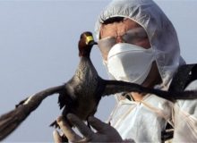 اجرای طرح پایش آنفلوانزای فوق حاد در طیور بومی در آذربایجان غربی