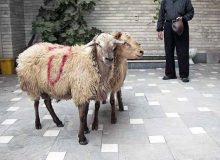 آماده باش ۶۶ اکیپ دامپزشکی در آذربایجان غربی همزمان با عید قربان