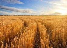 مطالبات گندمکاران آذربایجان‌غربی پرداخت شد