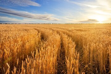 آمادگی ۴۳ مرکز برای خرید گندم و کلزا در آذربایجان‌غربی