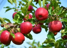 ۱.۲میلیون تن سیب از باغات آذربایجان غربی برداشت می شود