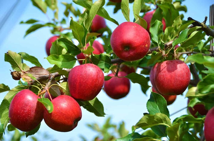 ۲۷۰ هزار تن سیب در سردخانه‌های آذربایجان‌غربی ذخیره شد