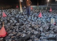 آتش‌سوزی باعث تلف شدن ۸ هزار قطعه مرغ در میرآباد شد