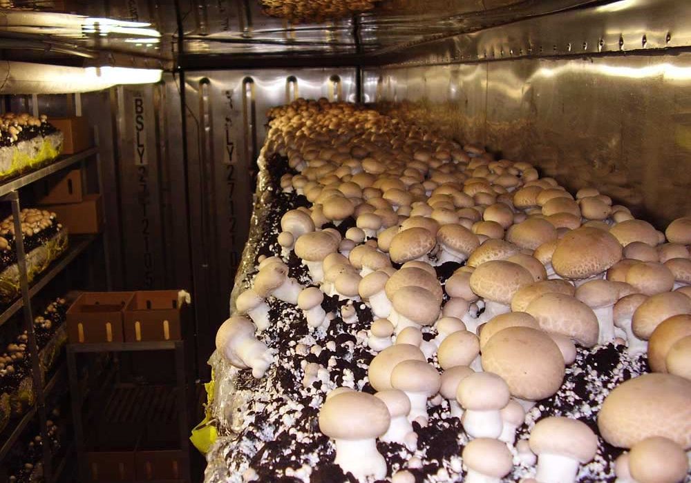 مردم از برداشت قارچ های سمی و خودرو در طبیعت خودداری کنند